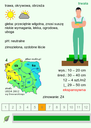 wymagania uprawowe Festuca gautieri (kostrzewa Gautiera)