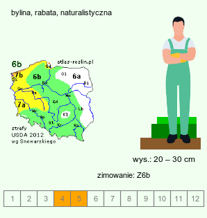 wymagania uprawowe Arum orientale ssp. orientale (obrazki wschodnie typowe)