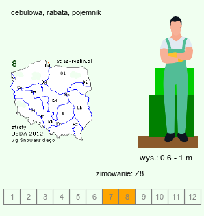 wymagania uprawowe Zantedeschia (cantedeskia)