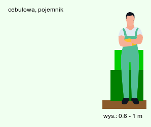 wymagania uprawowe Zantedeschia aethiopica (cantedeskia etiopska)