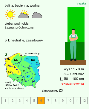 wymagania uprawowe Typha latifolia (pałka szerokolistna)