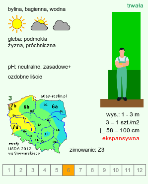 wymagania uprawowe Typha angustifolia (pałka wąskolistna)