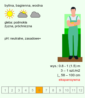 wymagania uprawowe Typha laxmannii (pałka wysmukła)