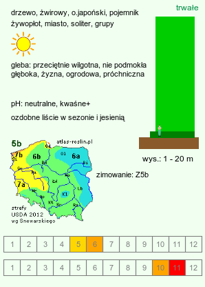 wymagania uprawowe Ginkgo biloba (miłorząb dwuklapowy)