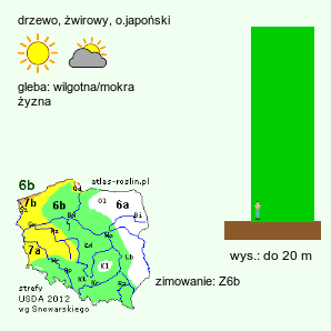 wymagania uprawowe Metasequoia glyptostroboides (metasekwoja chińska)