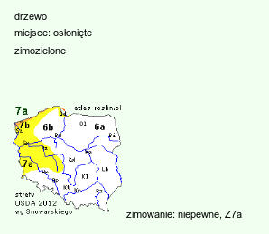 wymagania uprawowe Cedrus libani (cedr libański)