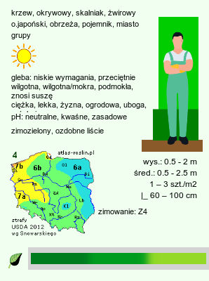 wymagania uprawowe Pinus mugo (sosna górska)