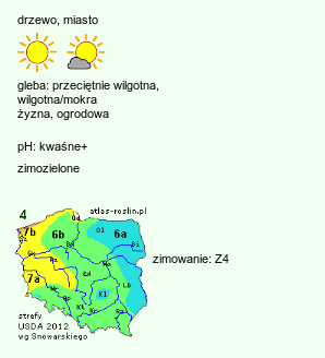 wymagania uprawowe Pinus cembra (sosna limba)