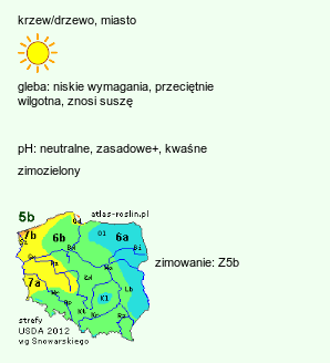 wymagania uprawowe Pinus nigra (sosna czarna)