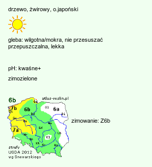 wymagania uprawowe Pinus densiflora (sosna gęstokwiatowa)