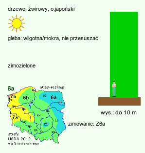 wymagania uprawowe Pinus parviflora (sosna drobnokwiatowa)