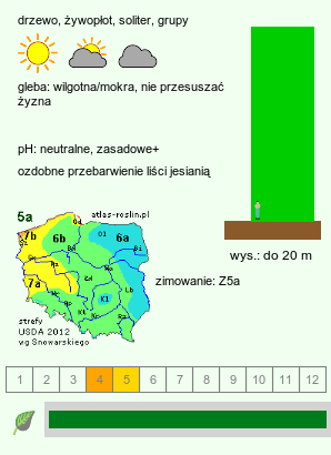 wymagania uprawowe Carpinus betulus (grab pospolity)