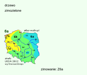 wymagania uprawowe Pinus ponderosa (sosna żółta)