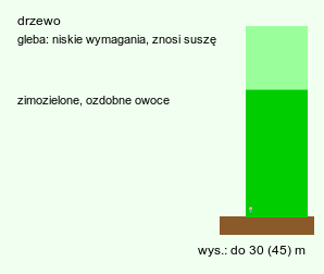 wymagania uprawowe Pinus jeffreyi (sosna Jeffreya)