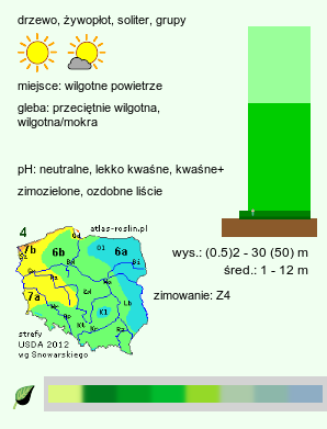 wymagania uprawowe Picea (świerk)