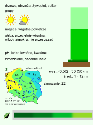 wymagania uprawowe Picea abies (świerk pospolity)