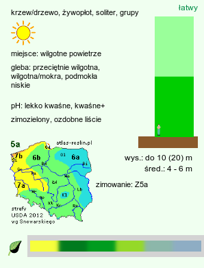 wymagania uprawowe Picea glauca (świerk biały)