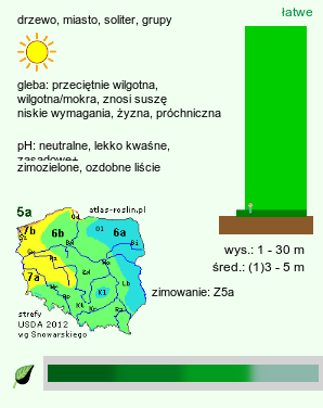 wymagania uprawowe Picea omorika (świerk serbski)