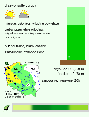 wymagania uprawowe Picea orientalis (świerk kaukaski)