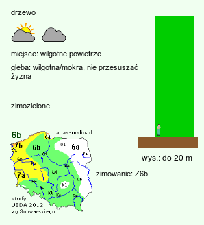 wymagania uprawowe Tsuga heterophylla (choina zachodnia)