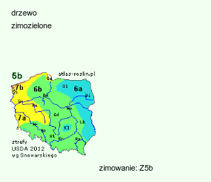 wymagania uprawowe Pseudotsuga menziesii (daglezja zielona)