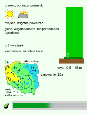 wymagania uprawowe Abies balsamea (jodła balsamiczna)