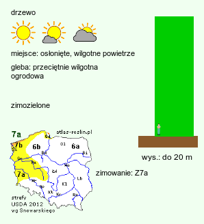 wymagania uprawowe Abies cephalonica (jodła grecka)