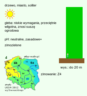 wymagania uprawowe Abies concolor (jodła jednobarwna)