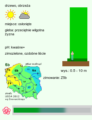 wymagania uprawowe Abies koreana (jodła koreańska)