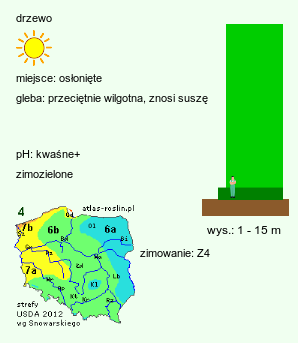 wymagania uprawowe Abies lasiocarpa (jodła górska)