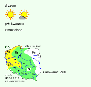 wymagania uprawowe Abies nordmanniana (jodła kaukaska)