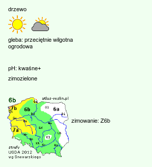 wymagania uprawowe Abies procera (jodła szlachetna)