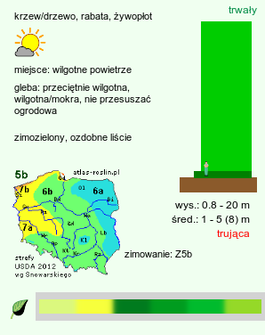 wymagania uprawowe Thuja (żywotnik)