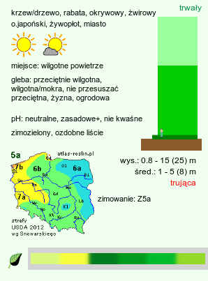 wymagania uprawowe Thuja occidentalis (żywotnik zachodni)