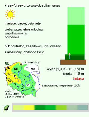 wymagania uprawowe Platycladus orientalis (biota wschodnia)