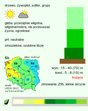 wymagania uprawowe Thuja plicata (żywotnik olbrzymi)