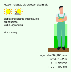 wymagania uprawowe Microbiota decussata (mikrobiota syberyjska)