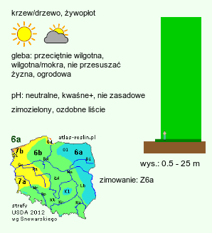 wymagania uprawowe Chamaecyparis (cyprysik)