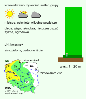 wymagania uprawowe Chamaecyparis lawsoniana (cyprysik Lawsona)