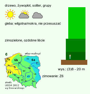 wymagania uprawowe Chamaecyparis nootkatensis (cyprysik nutkajski)