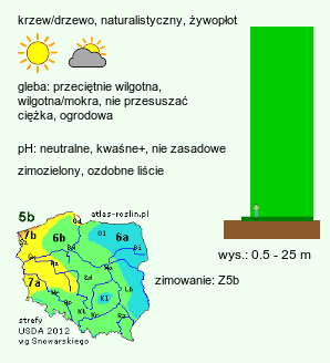 wymagania uprawowe Chamaecyparis pisifera (cyprysik groszkowy)