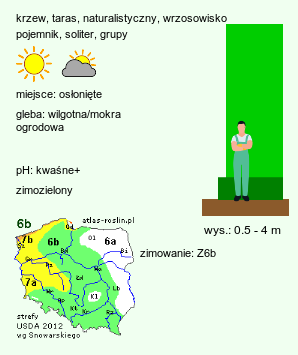 wymagania uprawowe Chamaecyparis obtusa (cyprysik tępołuskowy)