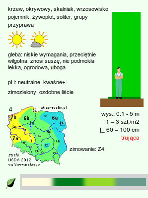 wymagania uprawowe Juniperus communis (jałowiec pospolity)