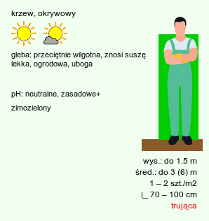 wymagania uprawowe Juniperus sabina (jałowiec sabiński)