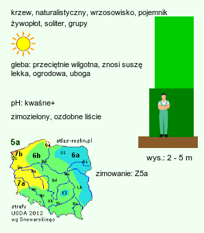 wymagania uprawowe Juniperus chinensis (jałowiec chiński)