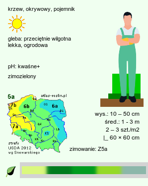 wymagania uprawowe Juniperus horizontalis (jałowiec płożący)