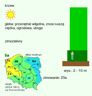 wymagania uprawowe Juniperus scopulorum (jałowiec skalny)