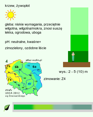 wymagania uprawowe Juniperus virginiana (jałowiec wirginijski)