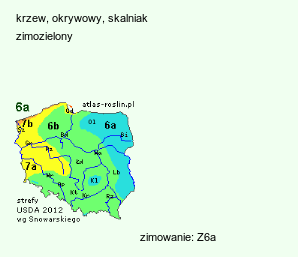 wymagania uprawowe Juniperus rigida var. conferta (jałowiec nadbrzeżny)