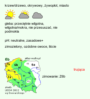 wymagania uprawowe Taxus baccata (cis pospolity)